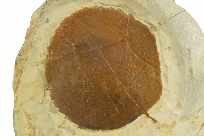 Fossil Leaf (Zizyphoides) - Montana #331839